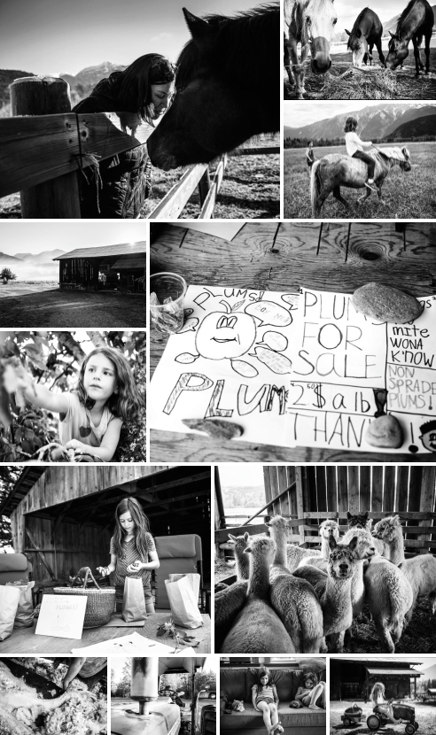 Farm Series by Kevin Arnold collage