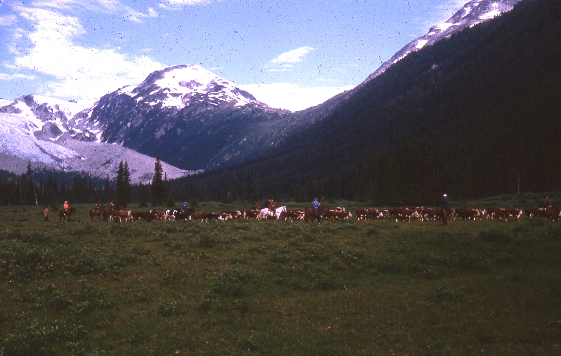 img017 driving cows at meadows.jpg