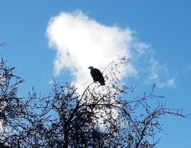 bald eagle