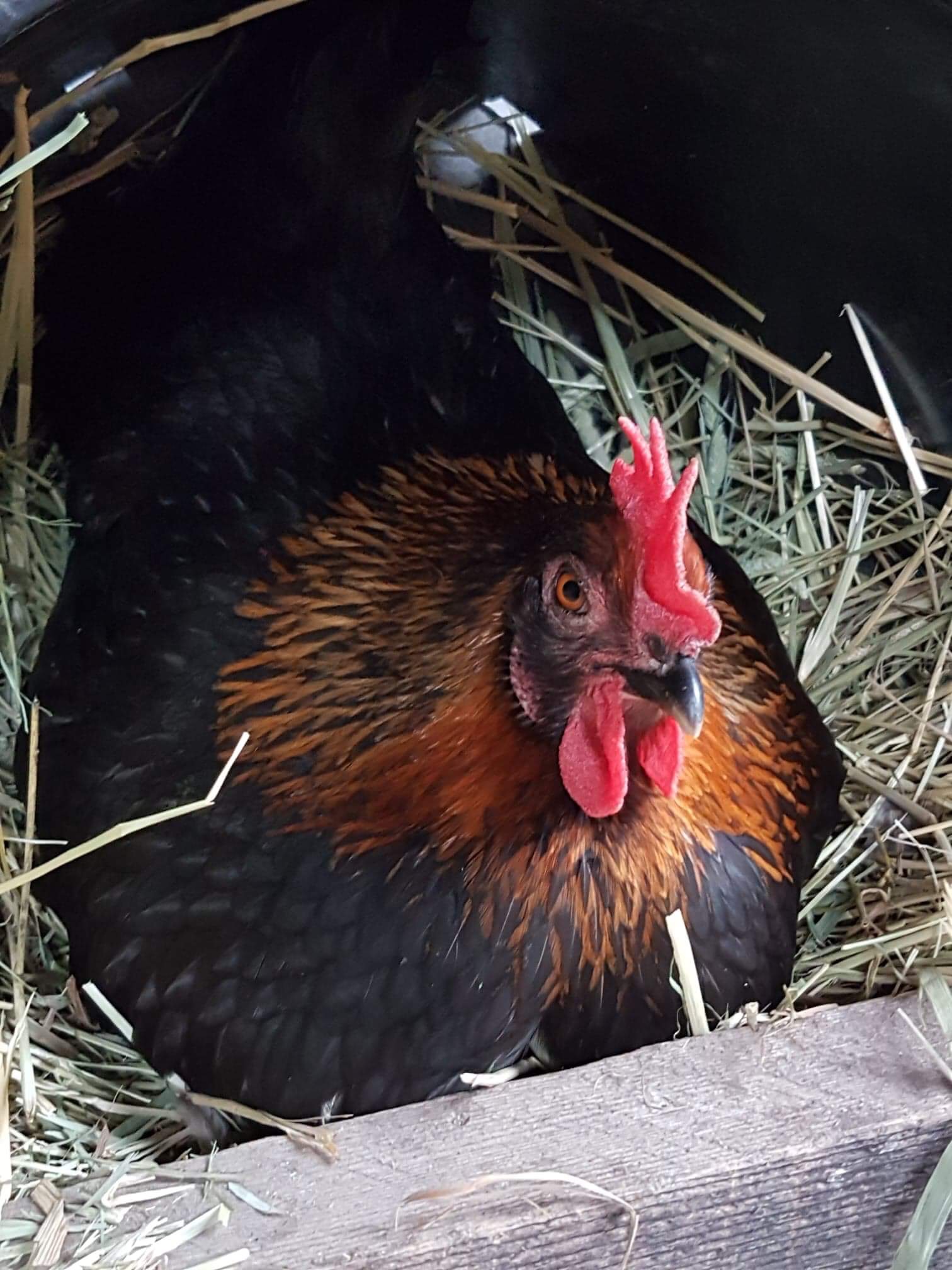 2F4C3888-B17D-4BD2-91D0-982037710278