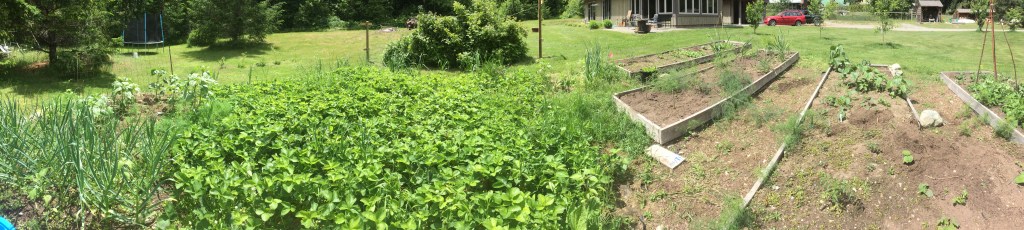 Cookbook Club to reconvene, after summer hiatus, on September 20, with a freestyle celebration of your own&nbsp;garden
