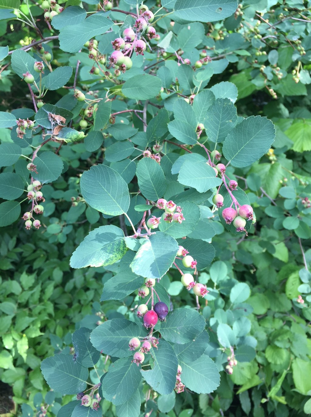 The Time is Coming Soon…To Pick the First Ripe&nbsp;Saskatoons!