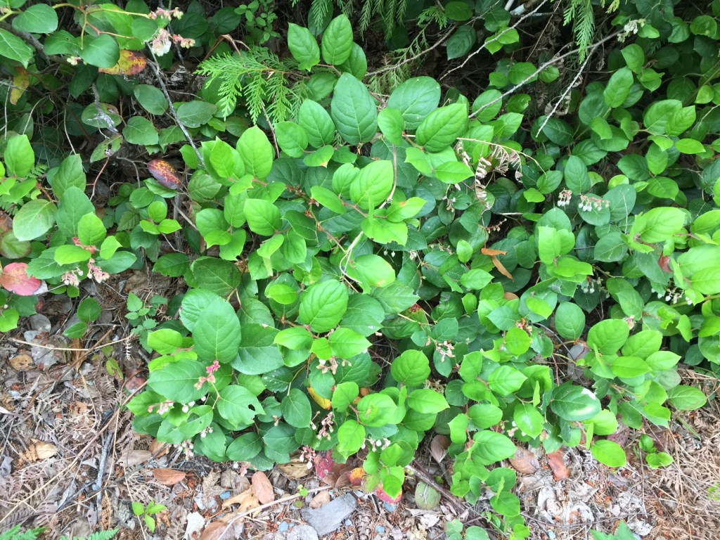 Soup for a Future Rainy Day – Curried Lentil Cauliflower&nbsp;Soup