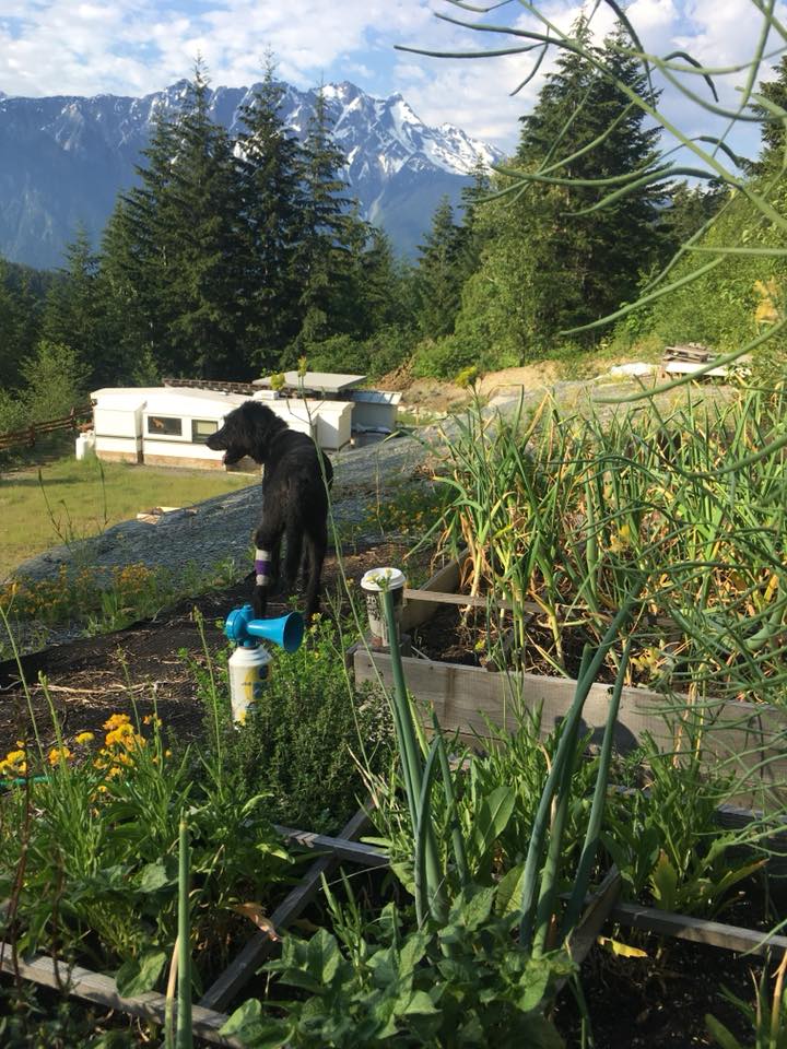 Tory Pearson explains where Pemberton’s first “community supported homestead” experiment&nbsp;began