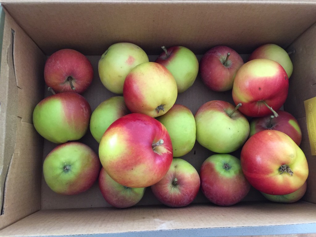 Down to the Dregs of the Apples…Use Them&nbsp;Up!