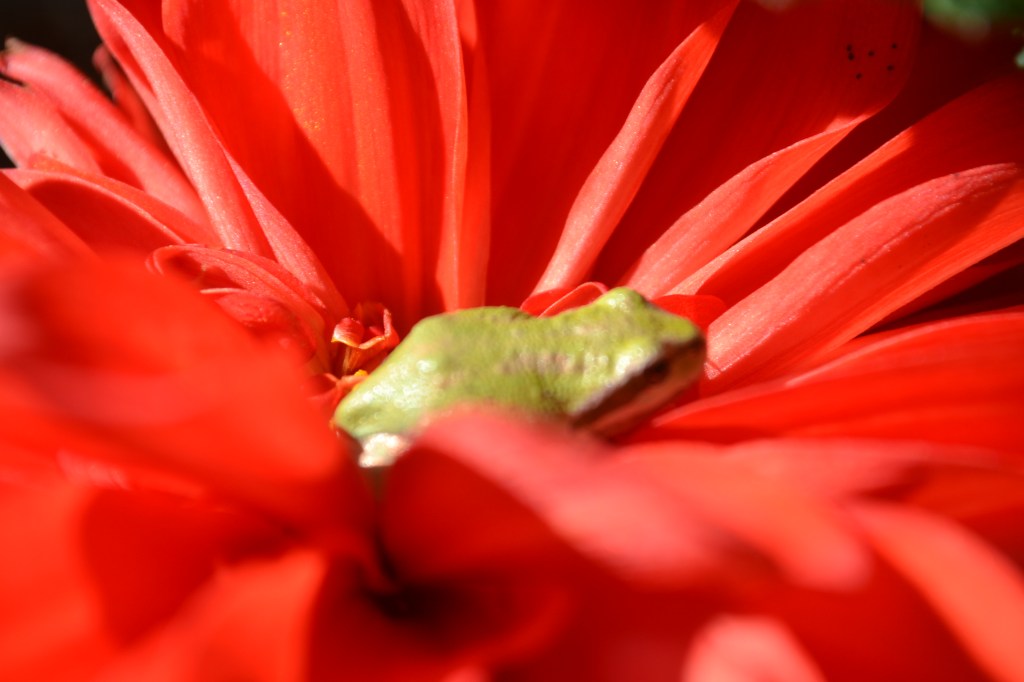 Plant Porn and Botanical&nbsp;Deviants
