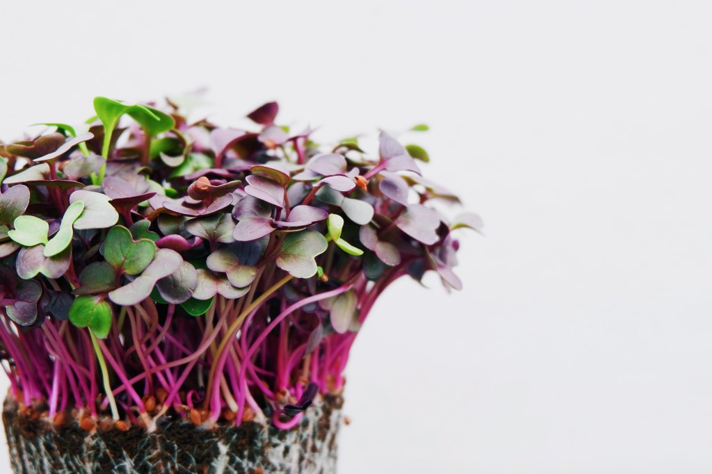 Sprout away the winter blues: the marvel of&nbsp;microgreens