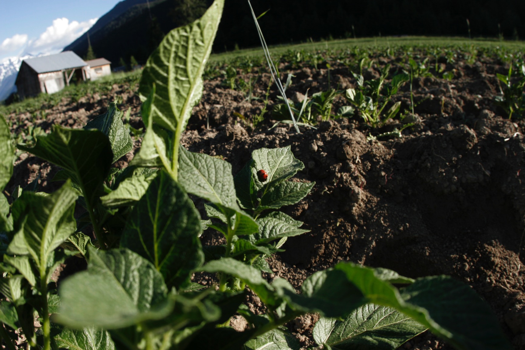 slow food brochure (C) MC Bourgie 008