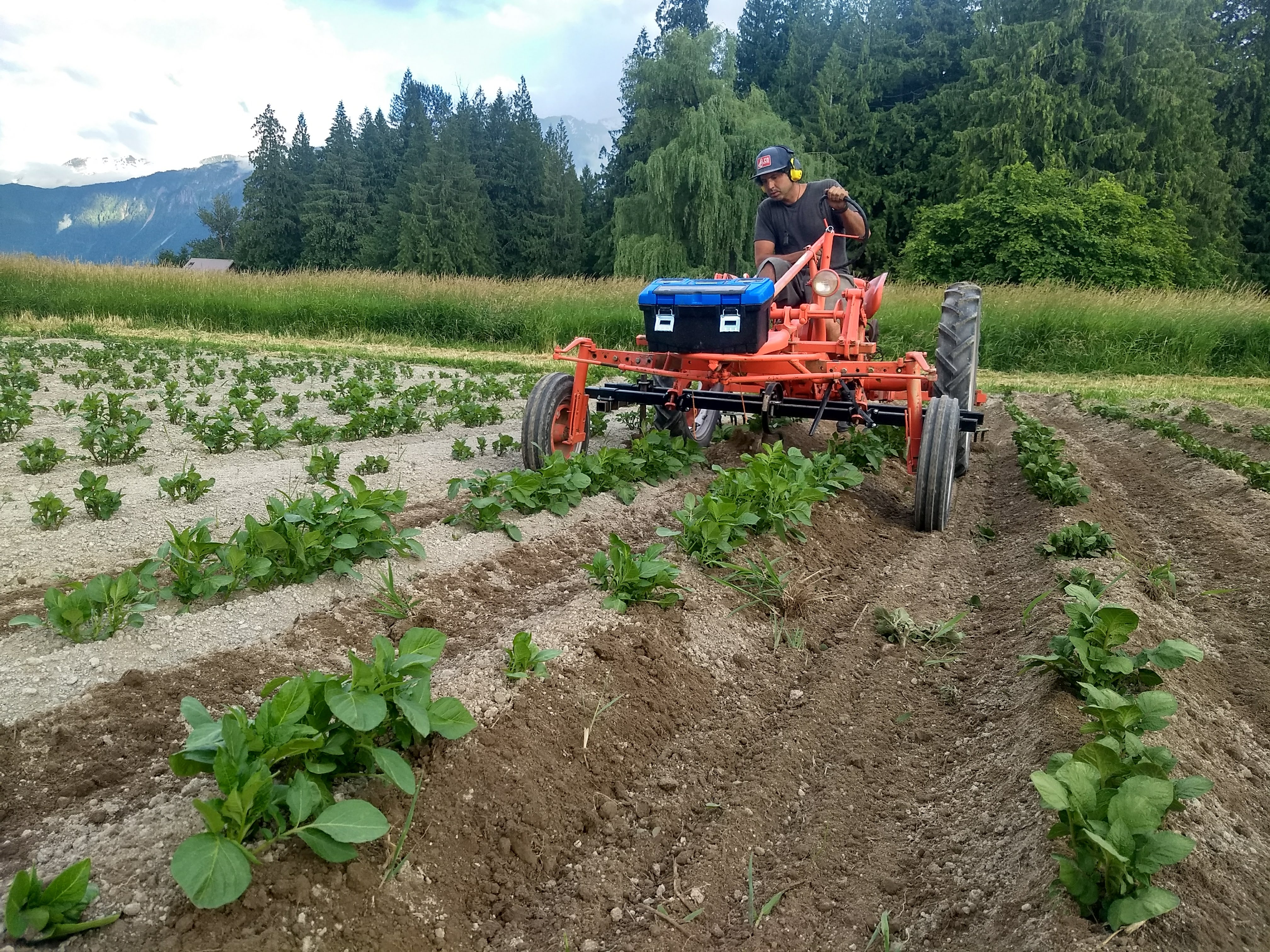Farmer Andrew Budgell working on an early draft Laughing Crow Organics