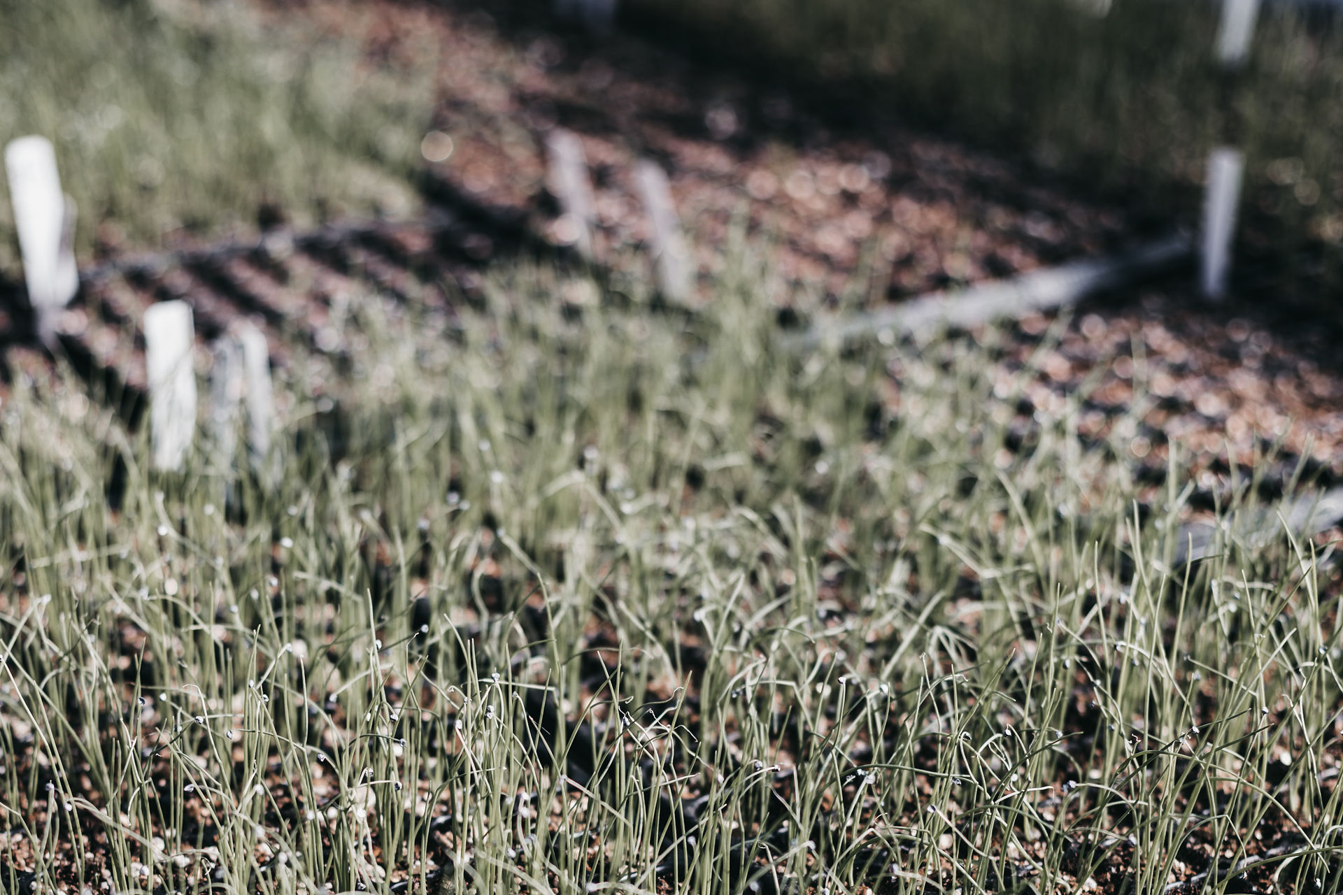 LGC-LaughingCrow-12Â©AudreyThizy.2019