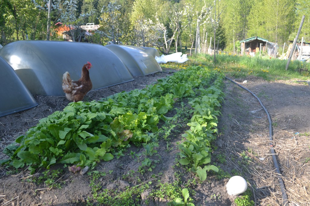 Acclimatization, zones, and how plants adapt to&nbsp;weather