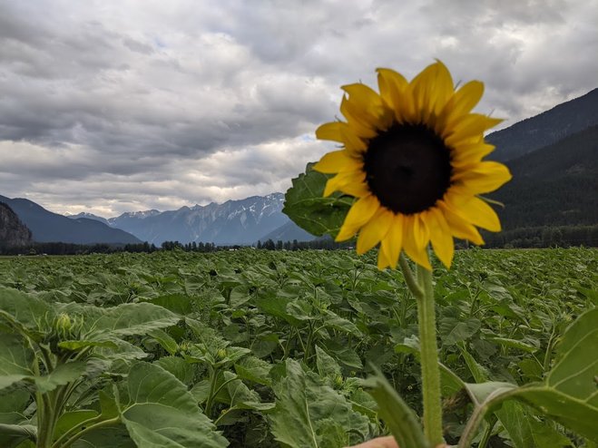 Laughing Crow’s farm monster is&nbsp;alive!