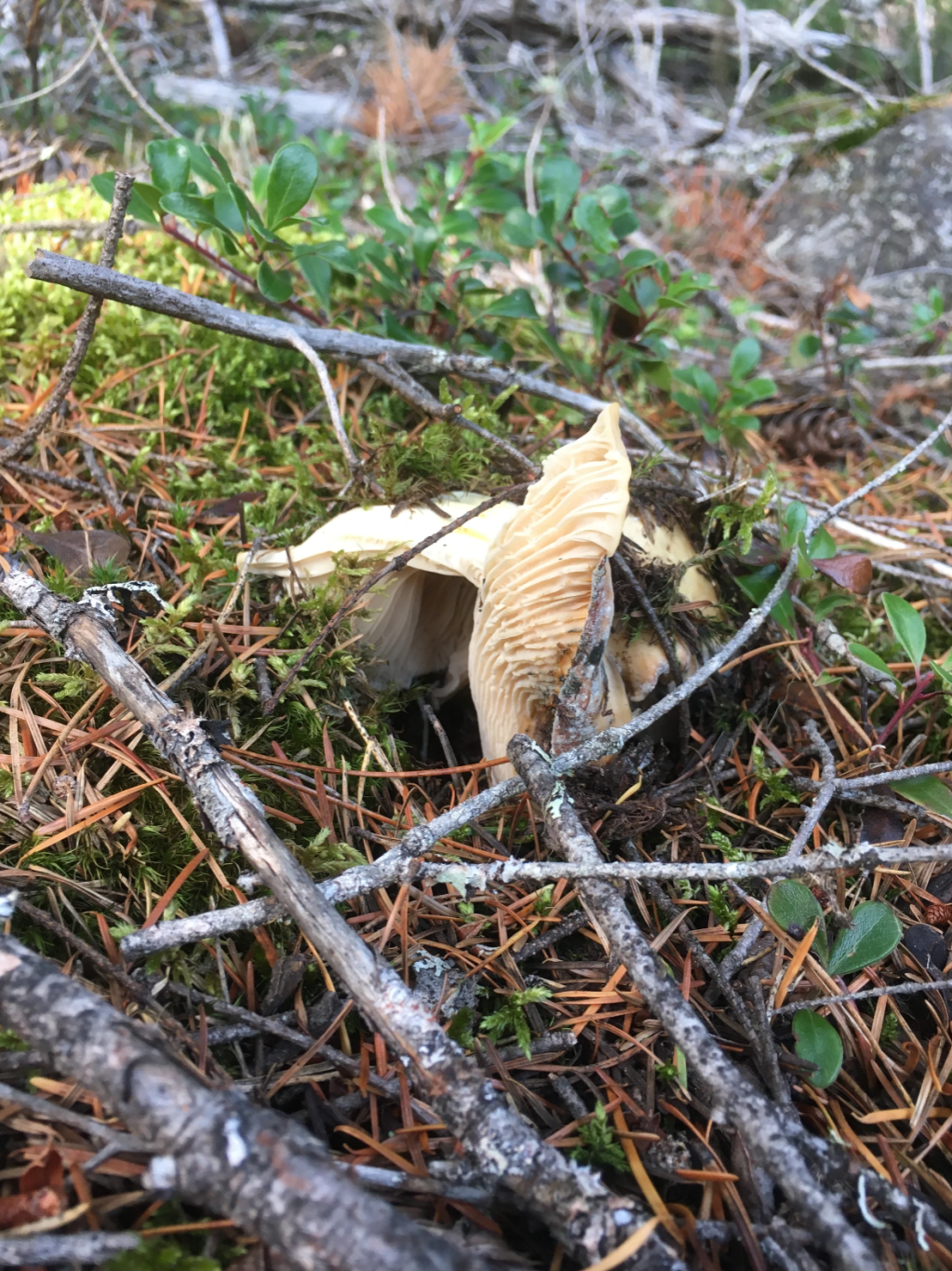 Nature’s Gifts –&nbsp;Chanterelles